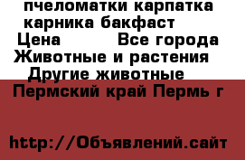 пчеломатки карпатка карника бакфаст F-1 › Цена ­ 800 - Все города Животные и растения » Другие животные   . Пермский край,Пермь г.